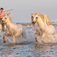 Buy canvas prints of Captivating Camargue: France's Ancient Equestrian  by Holly Burgess
