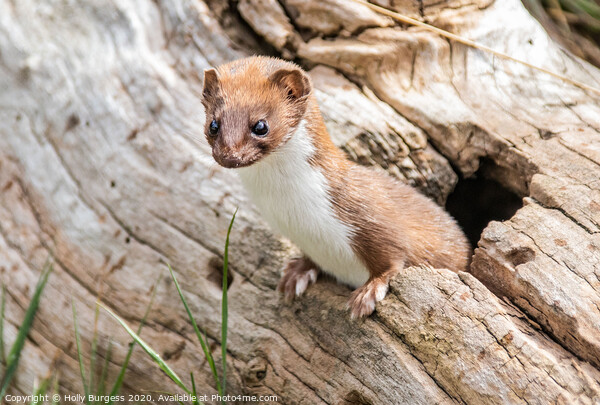 'Captivating Glimpse into a Weasel's World' Picture Board by Holly Burgess