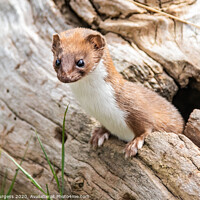 Buy canvas prints of 'Captivating Glimpse into a Weasel's World' by Holly Burgess