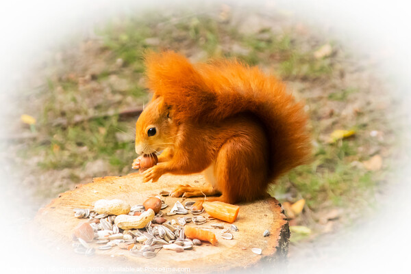 Red Squirrel, Eurasian great Britain  Picture Board by Holly Burgess