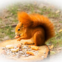 Buy canvas prints of Red Squirrel, Eurasian great Britain  by Holly Burgess