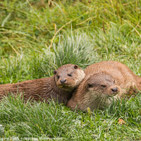 Buy canvas prints of Otters family,  by Holly Burgess