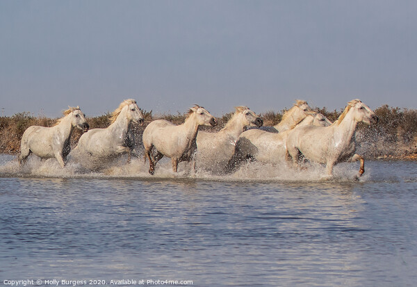 Camargue white Horse France, Provence in the Alpes Côte d'Azur Picture Board by Holly Burgess