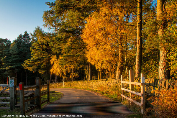 'Stanage Edge: Autumn's Golden Symphony' Picture Board by Holly Burgess