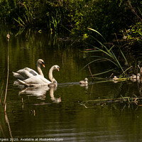 Buy canvas prints of Swans adults and Cygnets  wild life birds   by Holly Burgess