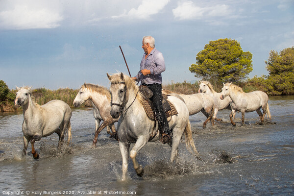 Captivating Camargue: A Protected Paradise Picture Board by Holly Burgess