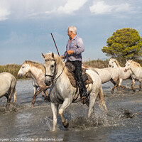 Buy canvas prints of Captivating Camargue: A Protected Paradise by Holly Burgess