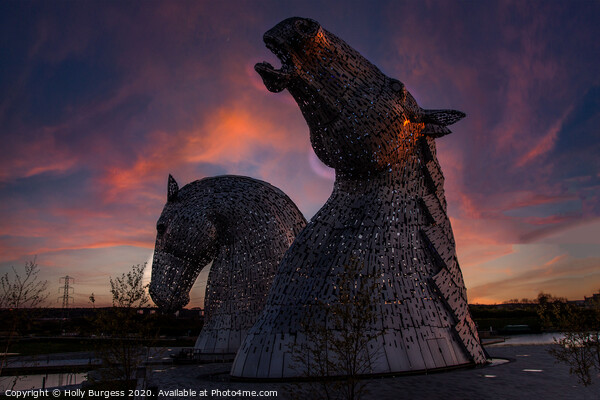 Kelpie Horses head Scotland  Picture Board by Holly Burgess