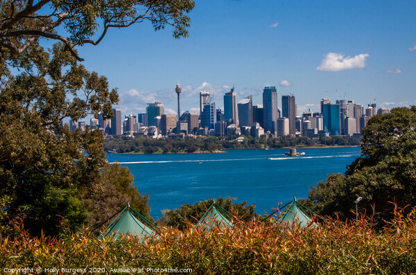 Australia,Sydney Harbour looking over to Circular  Picture Board by Holly Burgess