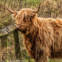 Buy canvas prints of Highland Cattle, derbyshire  by Holly Burgess
