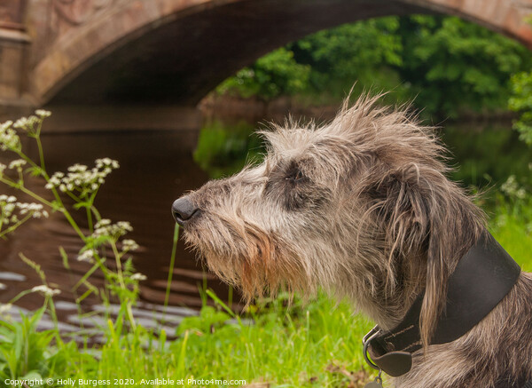 'Imposing Irish Wolfhound: History and Companionsh Picture Board by Holly Burgess