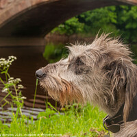 Buy canvas prints of 'Imposing Irish Wolfhound: History and Companionsh by Holly Burgess