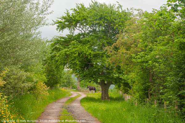 Captivating Cumbrian Countryside: Horse and Trees Picture Board by Holly Burgess