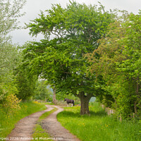 Buy canvas prints of Captivating Cumbrian Countryside: Horse and Trees by Holly Burgess