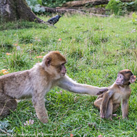 Buy canvas prints of Macaques Monkey female and young  by Holly Burgess