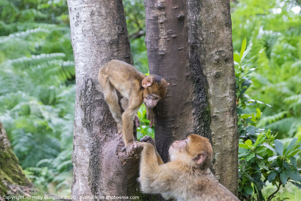Nurturing Bonds in the Primate World Picture Board by Holly Burgess