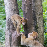 Buy canvas prints of Nurturing Bonds in the Primate World by Holly Burgess