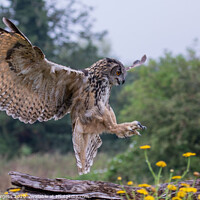 Buy canvas prints of European Eagle owl landing in the meadow  by Holly Burgess