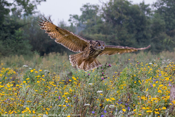 Eagle owl, (Bubo Lactus) largest owl  Picture Board by Holly Burgess