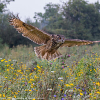 Buy canvas prints of Eagle owl, (Bubo Lactus) largest owl  by Holly Burgess