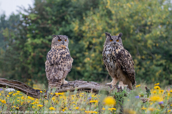 Eurasian eagle owls, two birds, both brothers,  Picture Board by Holly Burgess