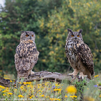 Buy canvas prints of Eurasian eagle owls, two birds, both brothers,  by Holly Burgess