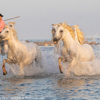Buy canvas prints of Camargue White horse, with thier Guardian in Southern France  by Holly Burgess