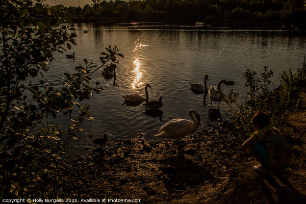 Dusk Serenade: Swans on Tranquil Lake Picture Board by Holly Burgess