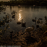 Buy canvas prints of Dusk Serenade: Swans on Tranquil Lake by Holly Burgess
