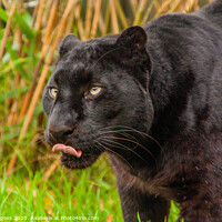 Buy canvas prints of Black Panther, large cat,  by Holly Burgess