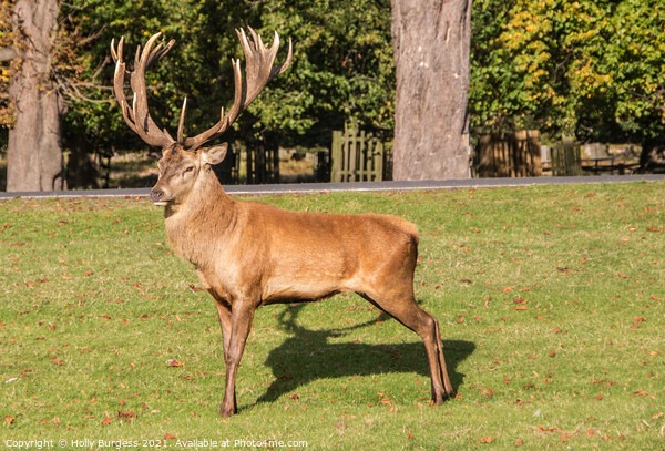 Red Deer Stag one proud fellow Bradgate  Park  Picture Board by Holly Burgess
