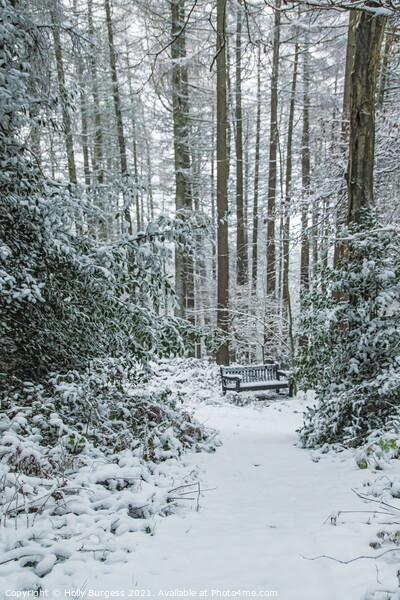 Winter's Embrace: Snow-Cloaked Forest Vista Picture Board by Holly Burgess