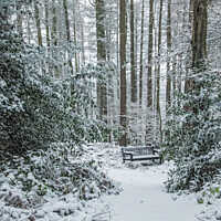 Buy canvas prints of Winter's Embrace: Snow-Cloaked Forest Vista by Holly Burgess