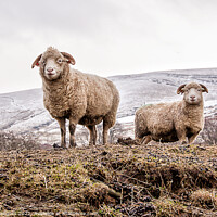 Buy canvas prints of Derbyshire sheep hills of edale A herd of sheep st by Holly Burgess