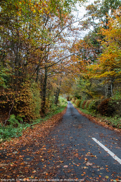 Kielder Forest Drive way in Autumn Northumberland  Picture Board by Holly Burgess