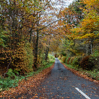 Buy canvas prints of Kielder Forest Drive way in Autumn Northumberland  by Holly Burgess