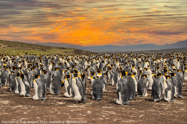 King Penguins' Haven, Falkland Islands Picture Board by Holly Burgess