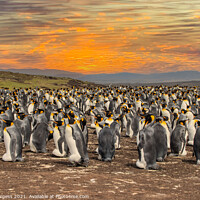 Buy canvas prints of King Penguins' Haven, Falkland Islands by Holly Burgess