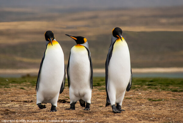 King Penguins Falkland Islands South Atlantic archipelago. Picture Board by Holly Burgess