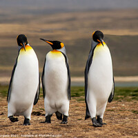 Buy canvas prints of King Penguins Falkland Islands South Atlantic archipelago. by Holly Burgess