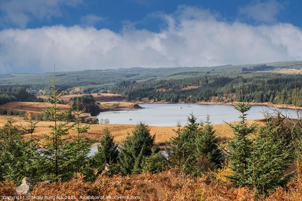 Kielder Water, Northumberland Biggest man made woodland in Europe  Picture Board by Holly Burgess