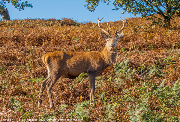 Red stag Deer largest species  Picture Board by Holly Burgess