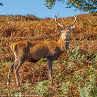 Buy canvas prints of Red stag Deer largest species  by Holly Burgess