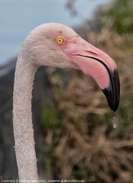 Flamingo head with water drops  Picture Board by Holly Burgess
