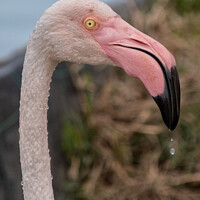 Buy canvas prints of Flamingo head with water drops  by Holly Burgess