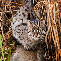 Buy canvas prints of Small wild cat by Holly Burgess