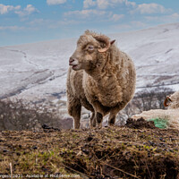 Buy canvas prints of Derbyshire's Unique Quad-Horned Sheep by Holly Burgess