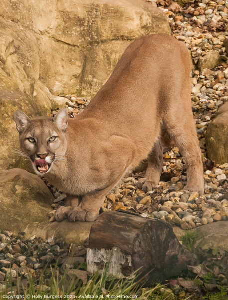 'Cougar's Commanding Stance' wild cat Picture Board by Holly Burgess