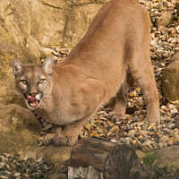 Buy canvas prints of 'Cougar's Commanding Stance' wild cat by Holly Burgess