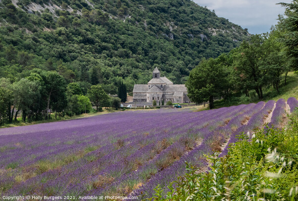 Provence Lavender field area, France  Picture Board by Holly Burgess